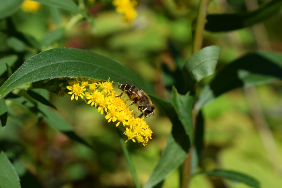 Insect nature macro