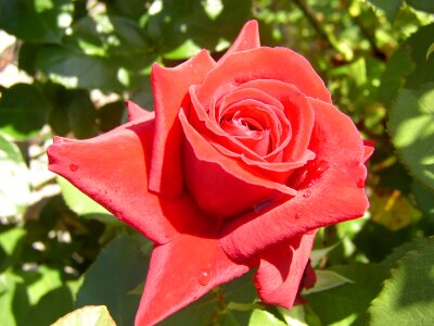 Garden first rose