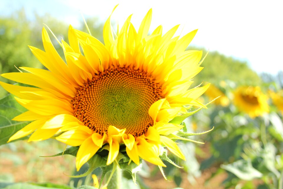 Sky agriculture nature