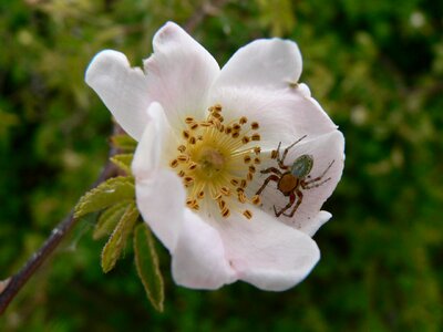 Insects arachnid nature photo