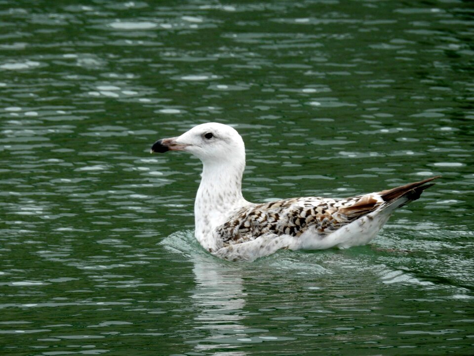 Birds sea ​​bird ocean