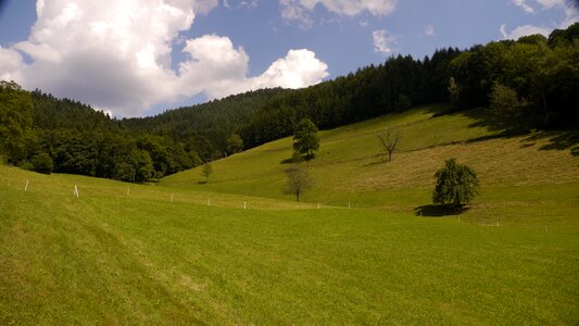 Black forest meadow summer photo