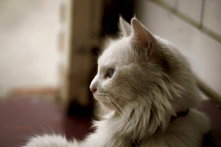 Kitty vietnam