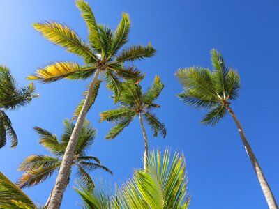 Dominican republic vacations paradise