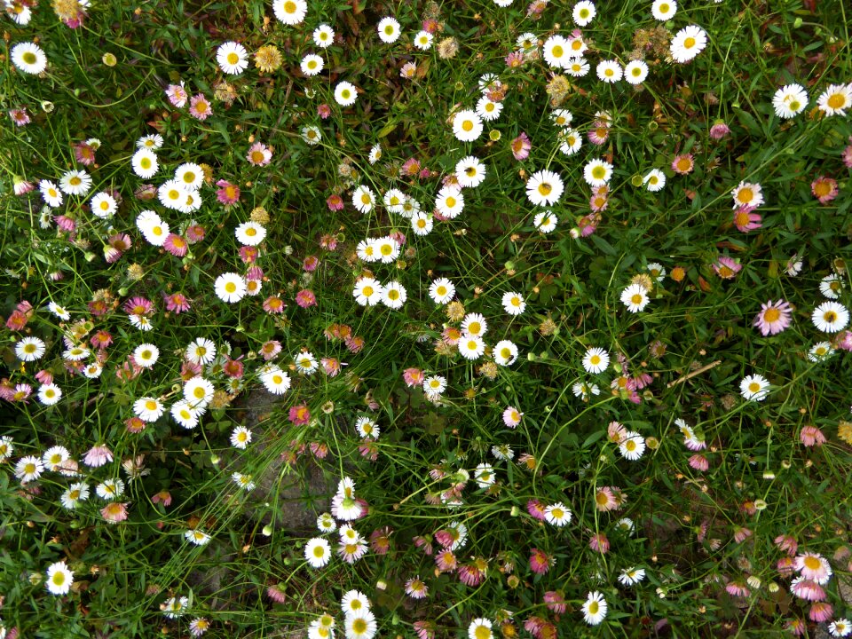 Bloom spring paid feverfew