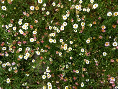 Bloom spring paid feverfew