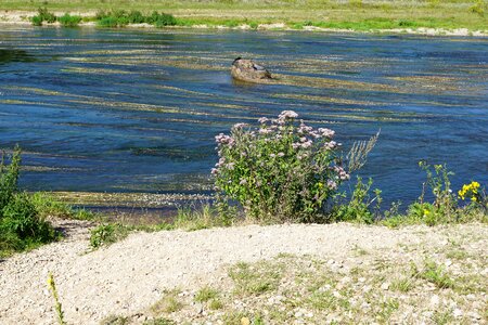 Riedlingen spring fragrance photo