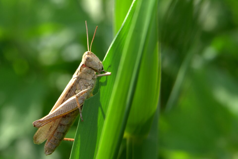Grass insect nature