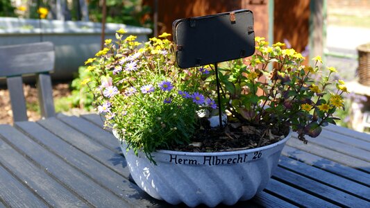 Floral arrangement shell flowers photo