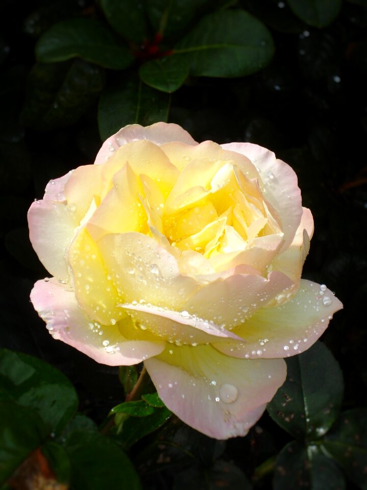 Yellow noble rose bloom with purple border many raindrops