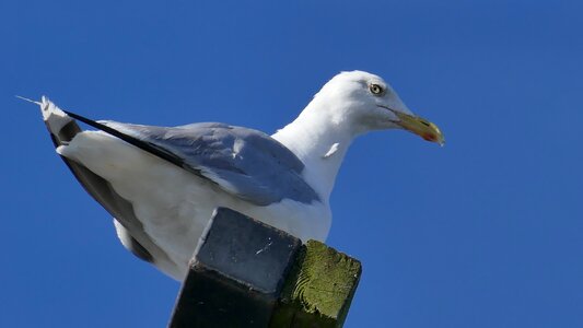 Port nature water bird photo