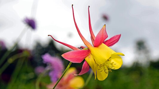 Flower aquilegia columbine
