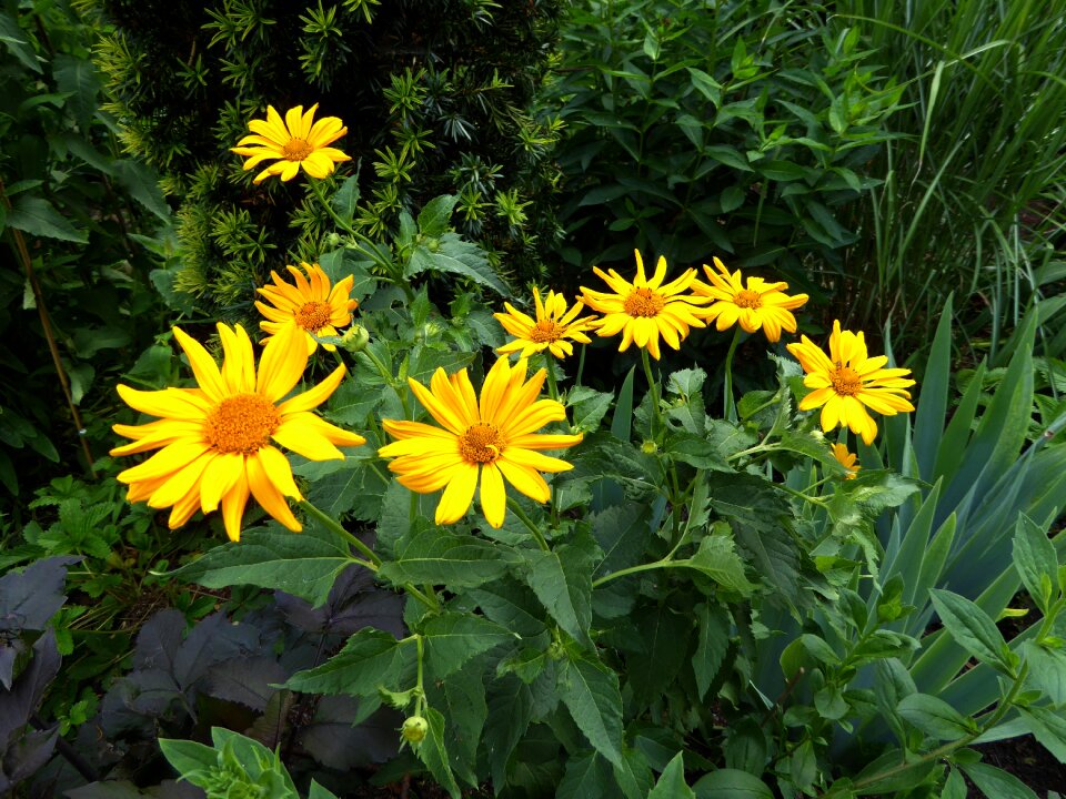 Spring ornamental garden plant