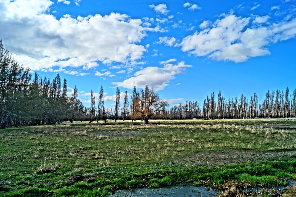 Forest landscape