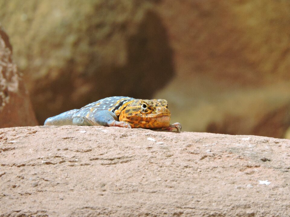 Colored reptile zoo