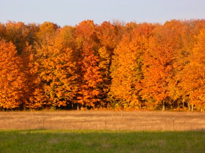 Orange nature maple