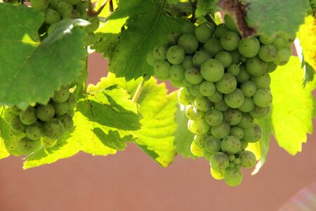 Winegrowing vine rebstock photo