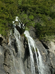 River tree spring