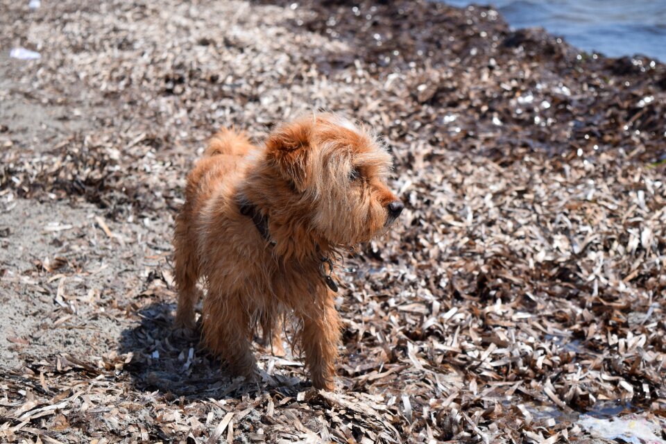 Dog on beach beach dog on holiday photo