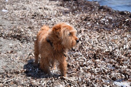 Dog on beach beach dog on holiday