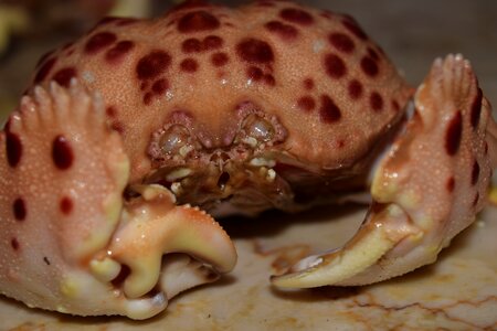 Fresh healthy seafood
