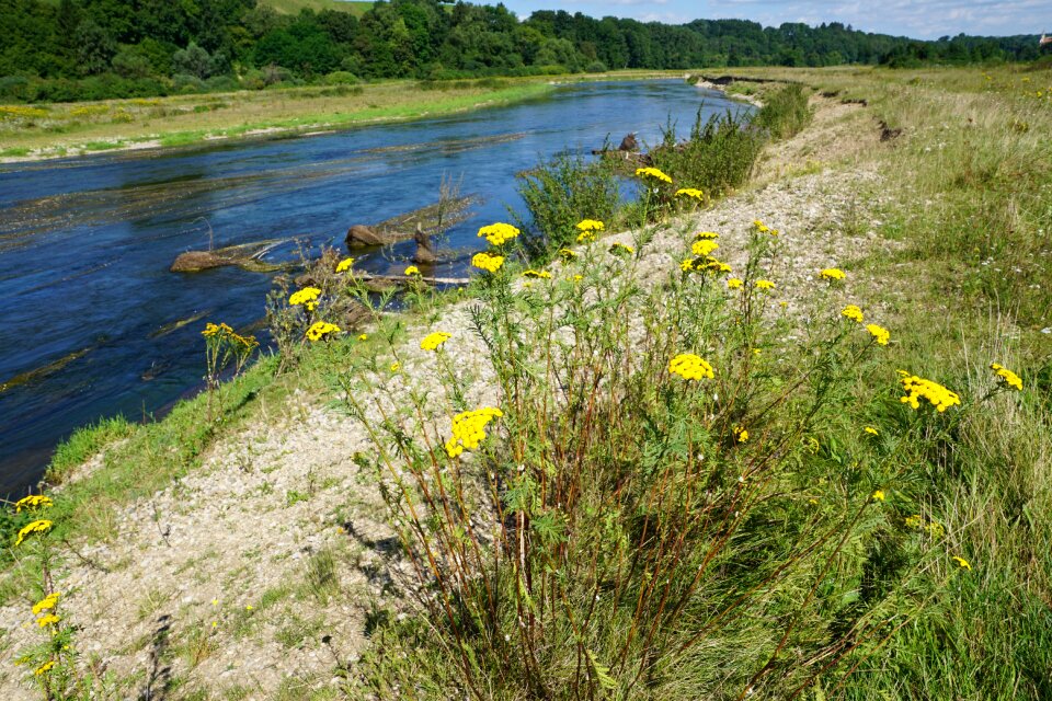 Nature river danube