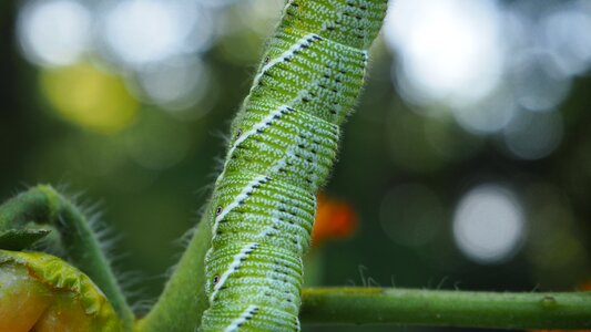 Nature wildlife green photo