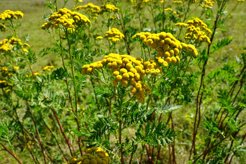 Nature green plant