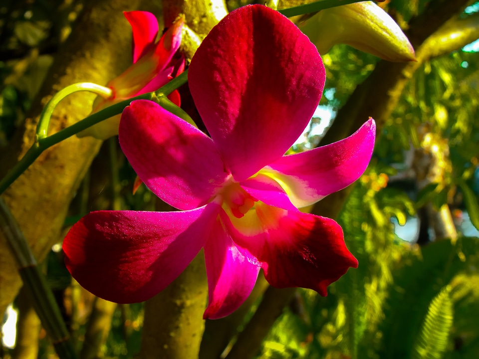 Flower red close up