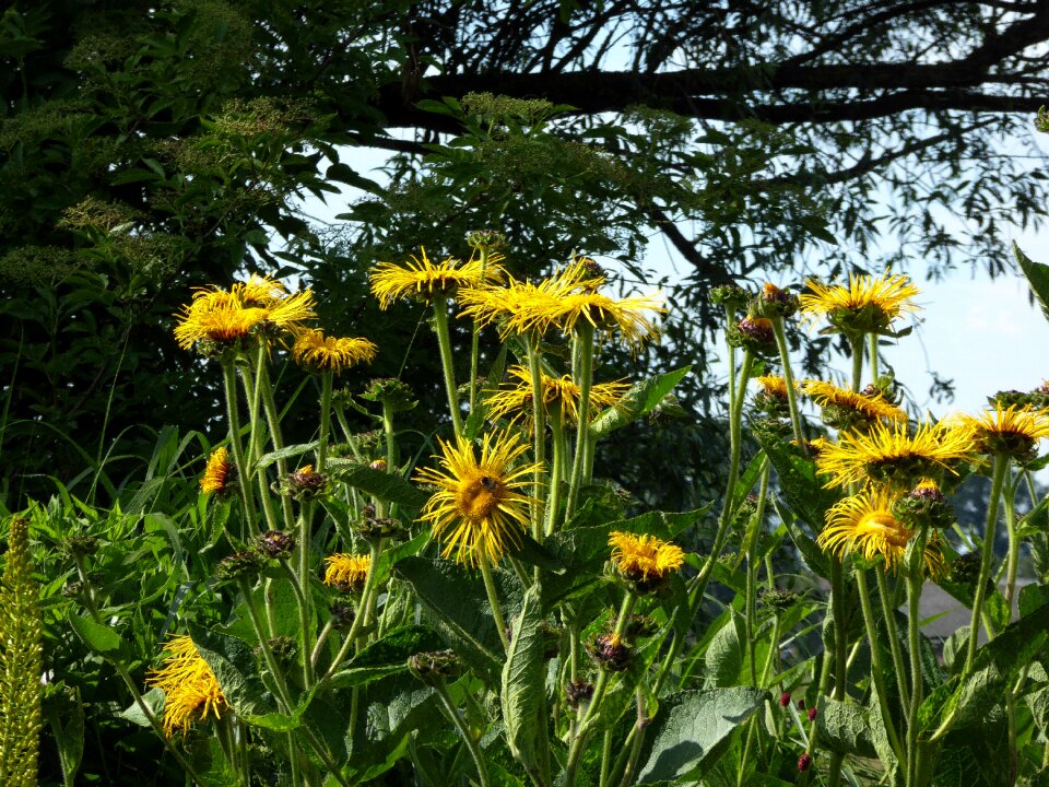 Bees spring ornamental garden