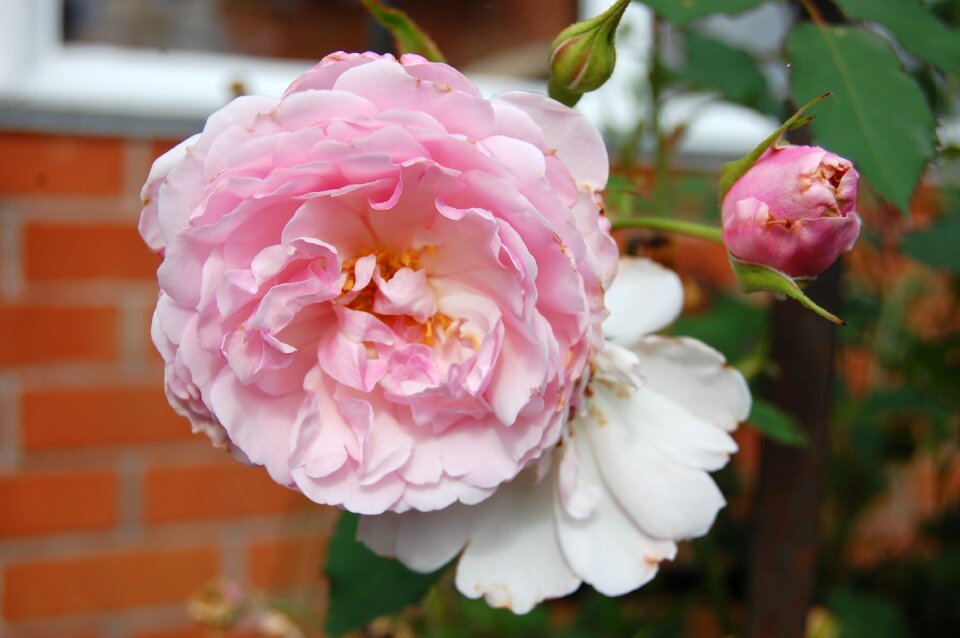 Bloom floral petal