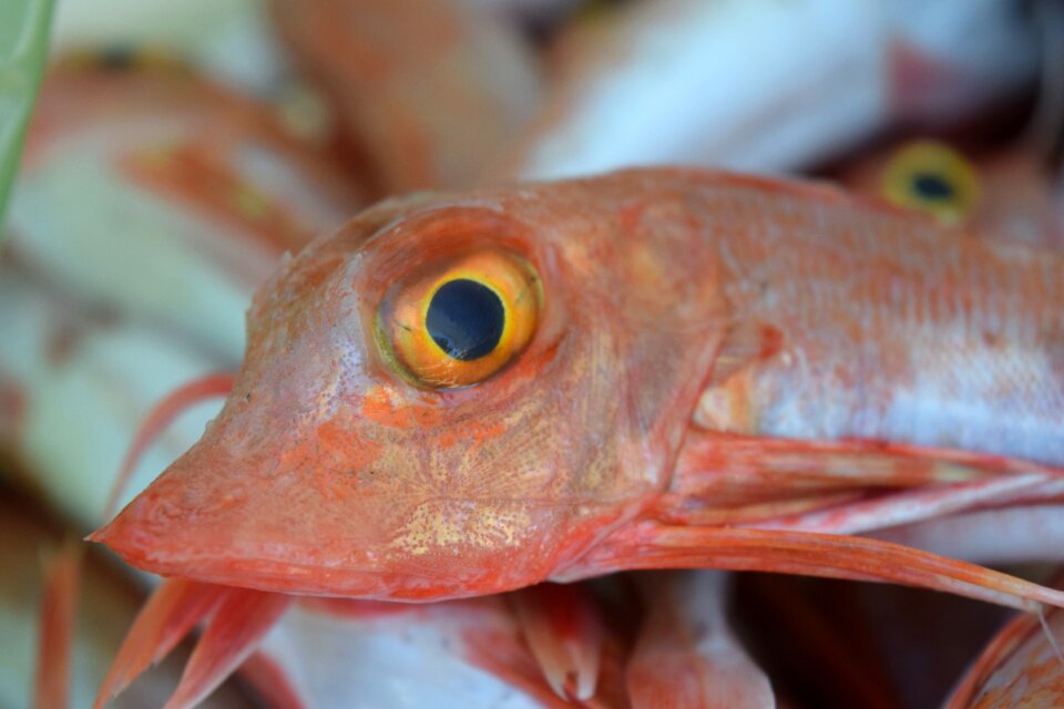 Sea ​​fish small fish market