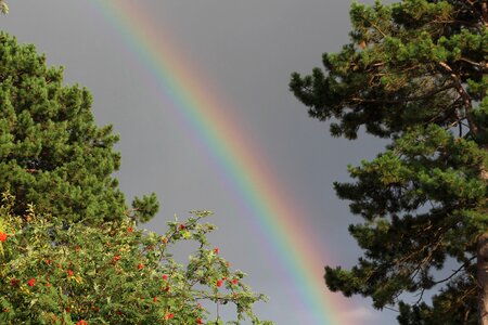 Rainbow natural trees
