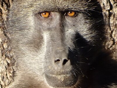 Monkey grey baboon photo