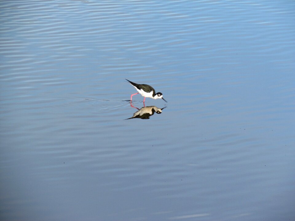 Reflection wildlife nature