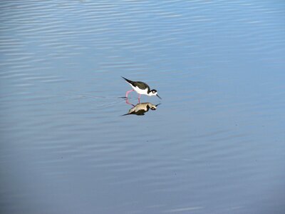 Reflection wildlife nature