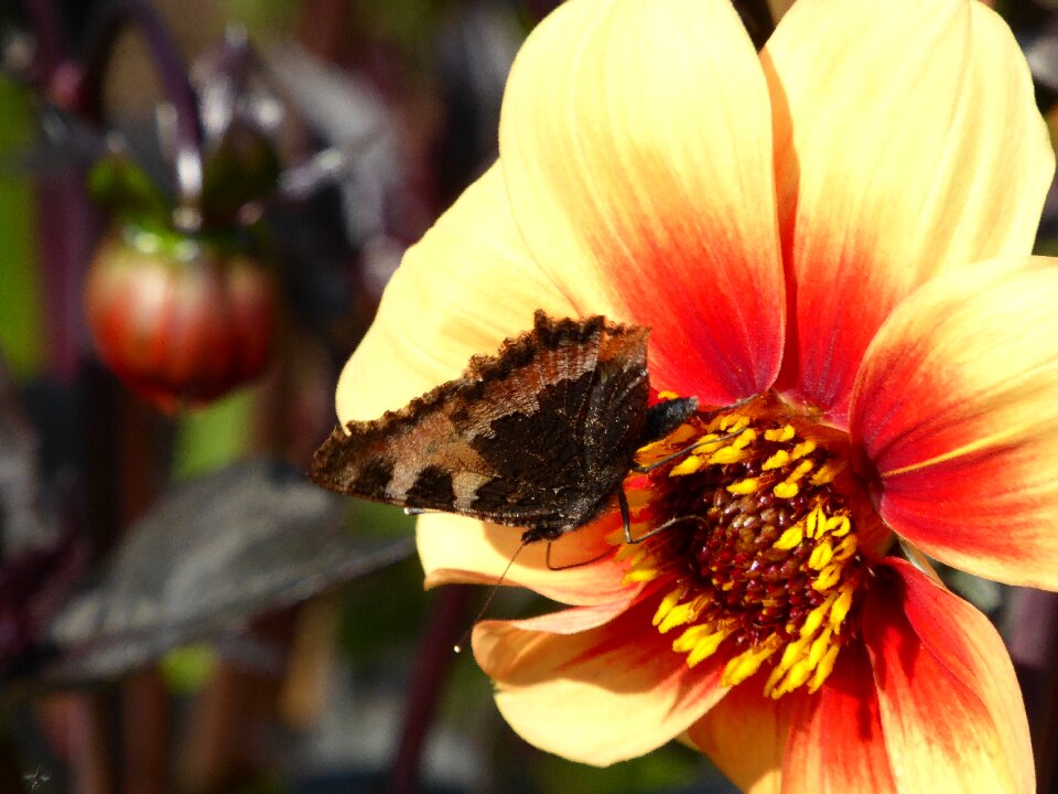 Yellow orange ornamental garden
