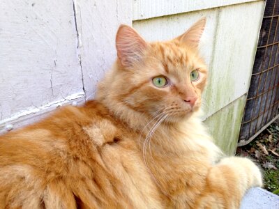 Fur orange kitty photo