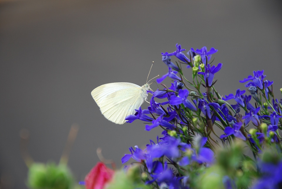 Butterfly nature close up