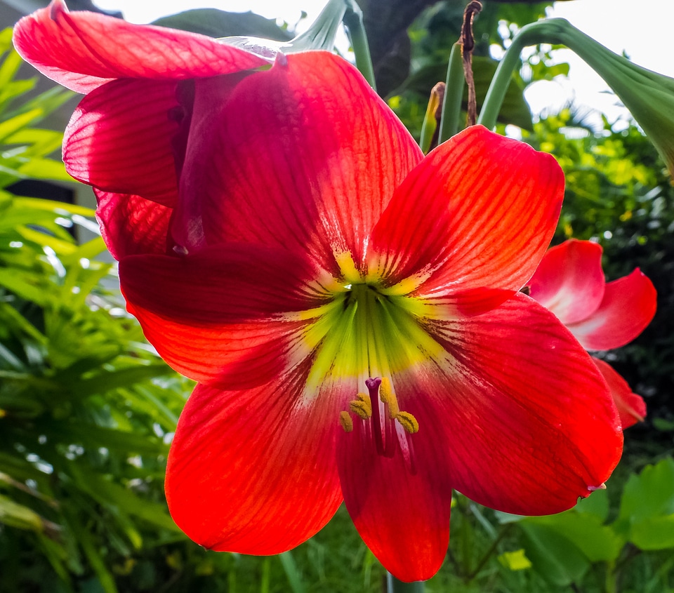 Bloom flower red