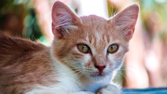 Portrait animal cute