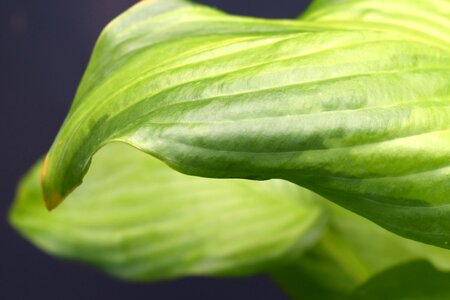 Plant green leaf plantain lily photo