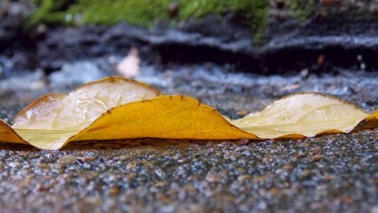 Fallen leaves yellow autumn photo