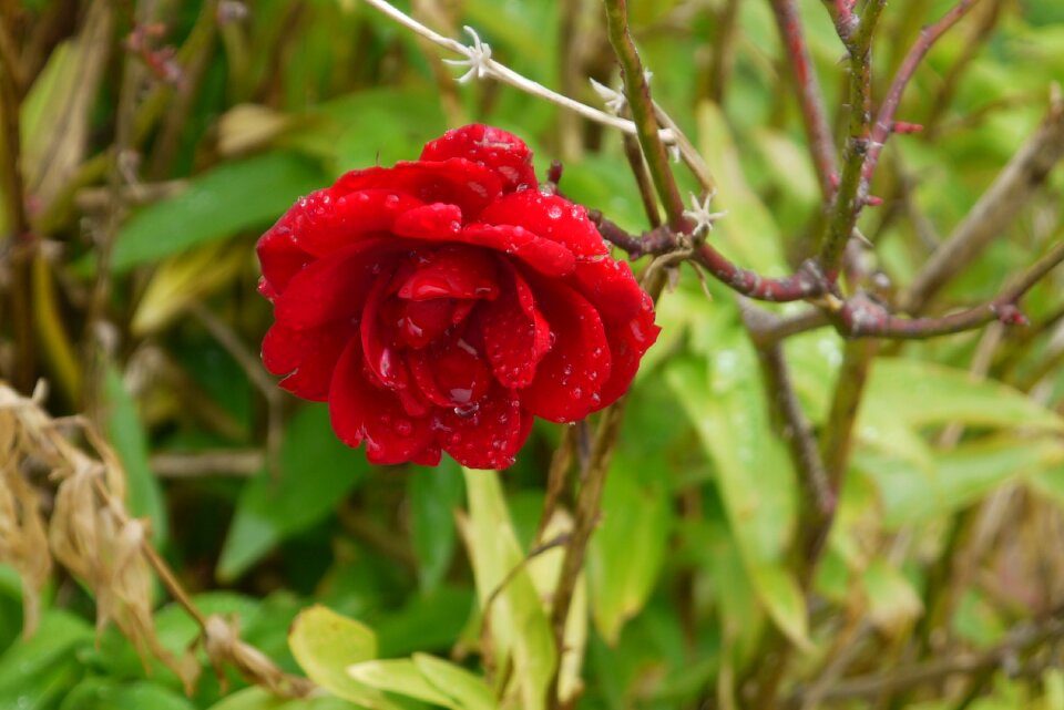 Bloom nature blossom