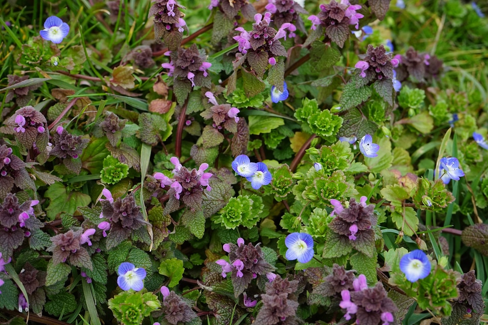 Lamium maculatum purple lip flowers