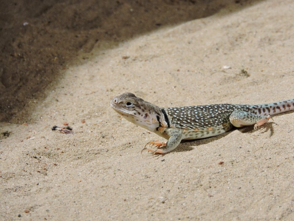 Lizard zoo animal
