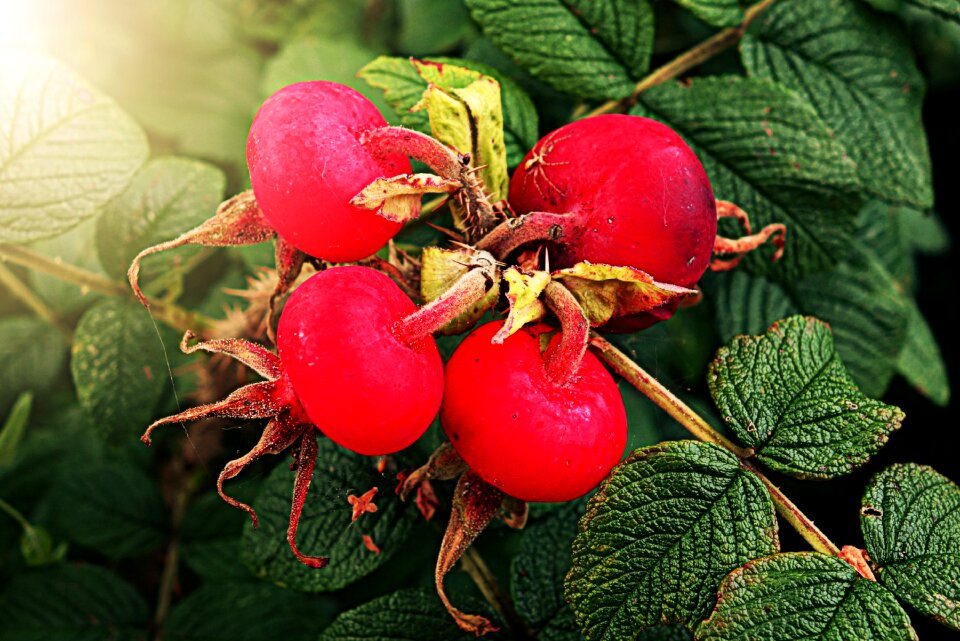 Rose health medical