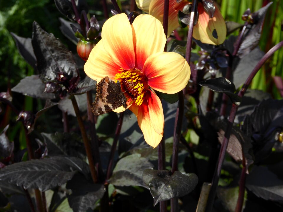 Yellow orange ornamental garden