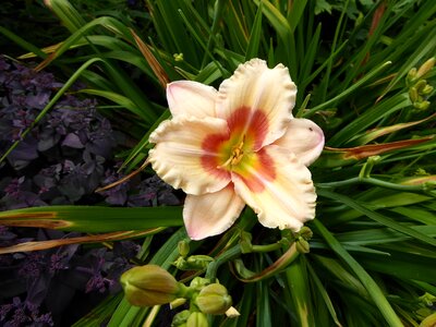 Bloom pistil close up photo