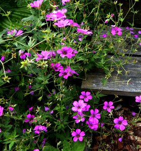 Nature garden plants wooden stage